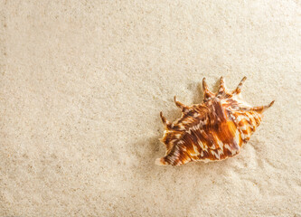 Summer background, seashell lying on the sand, shore