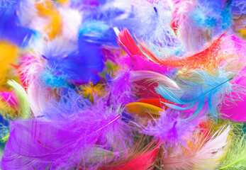 Colorful background, bird feather of different colors