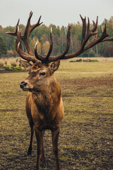 Latvian forests, deer and goat park/garden