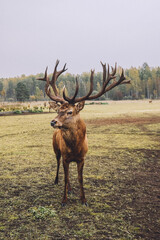 Latvian forests, deer and goat park/garden