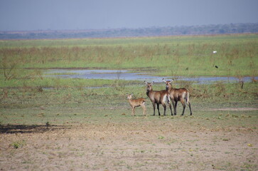 Waterbucks in the Katavi park in Tanzania, East Africa