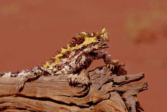 Thorny devil