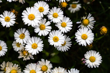 Bellis perennis flower. Daisy blooms in spring