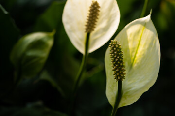 White flowers on blur background with copy space. Close up, soft and selective focus on spadix. Spathiphyllum wallisii, commonly known as peace lily, white sails, or spathe flower.