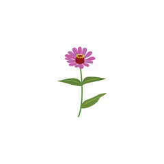 Zinnia. Zinnia beautiful pink flower.  Vector illustration isolated on white background.