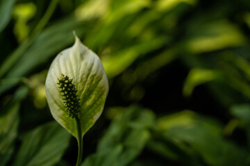 White flower on blur background with copy space. Close up, soft and selective focus on spadix. Spathiphyllum wallisii, commonly known as peace lily, white sails, or spathe flower.