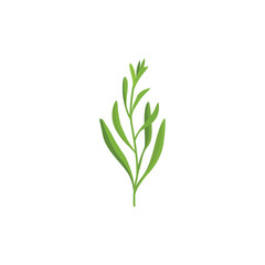 Tarragon (Artemisia dracunculus), also known as estragon