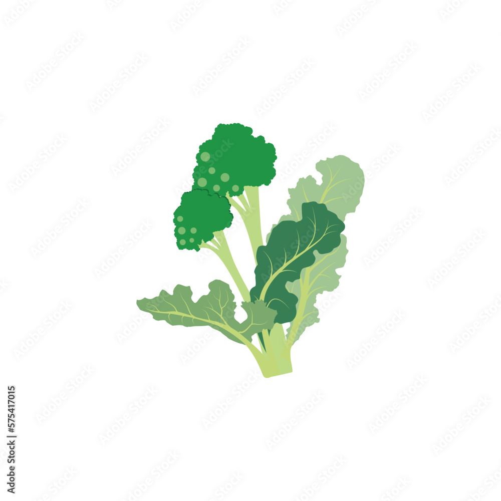 Wall mural rapini or broccoli rabe, green cruciferous vegetable. vector illustration isolated on white backgrou - Wall murals