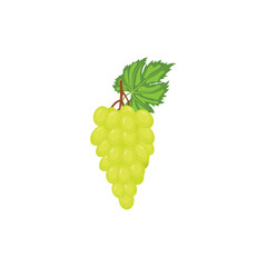 Reisling grape, green grape. Vector illustration isolated on white background. For template label, packing, web, menu, logo, textile, icon
