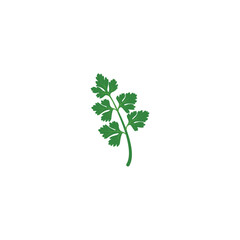 Parsley. Green parsley branch. Parsley branches and leaves. 
Vector illustration isolated on white background. For template label, packing, web, menu, logo, textile, icon