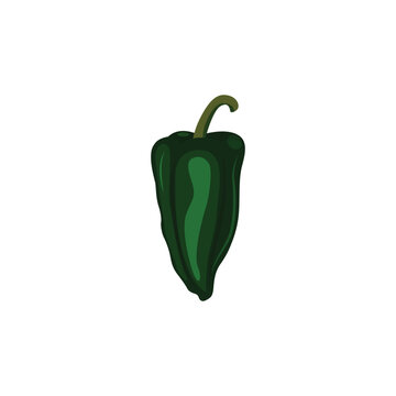 Poblano pepper Capsicum annuum is a mild chili pepper,  ancho or chile ancho.