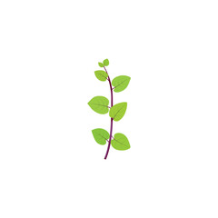 Malabar spinach. Basella alba. Vector illustration isolated on white background. For template label, packing, web, menu, logo, textile, icon