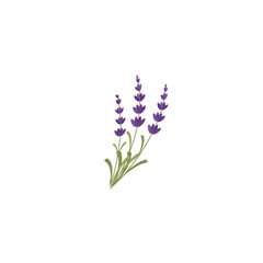 Lavendar. Lavender or Lavandula flower bunch and bud in violet. Ornate fragrance Lavender herb. Blossomed lavander. Vector illustration isolated on white background. For template label, packing, web