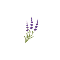 Obraz premium Lavendar. Lavender or Lavandula flower bunch and bud in violet. Ornate fragrance Lavender herb. Blossomed lavander. Vector illustration isolated on white background. For template label, packing, web