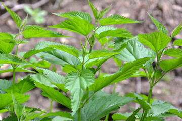 Dioecious nettle (Urtica dioica) grows in nature