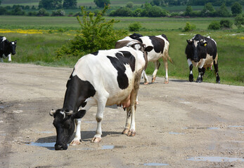 Grazed cows from private farms return home through the village street