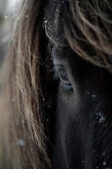 Icelandic horse eye close-up in Iceland with the snow and cold