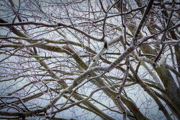 Obraz premium Glazed Branches