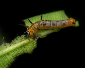 Common crow butterfly caterpillar feeding nerium oleander plant leaf. Isolated in black background and used selective focus.