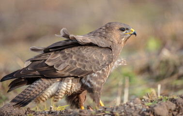 Common Buzzard in winter at a wet forest