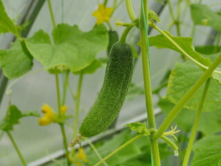 prickly green cucumber hanging on a branch in a greenhouse