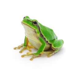 Exotic frog on a white background
