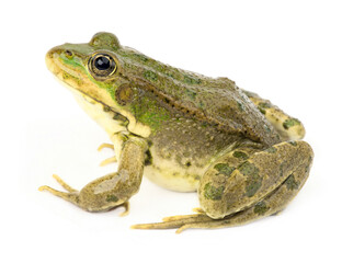 Exotic frog on a white background