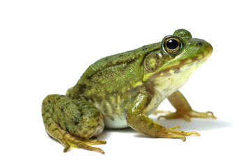 Fototapeta premium Exotic frog on a white background