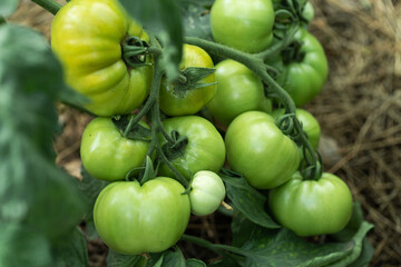 Growing tomatoes in high beds inside a greenhouse. Farming, drip irrigation.
