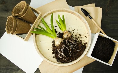 On a wooden background bulbous plant spring flowers hyacinths, peat pots, garden tools, land for...