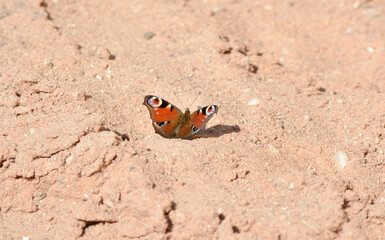 Fototapeta na wymiar Butterfly on the sand