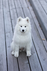 Fototapeta na wymiar Samoyed puppy dog