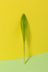 Corn sprout on a yellow background. Minimalist photo.