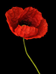 Flora of Gran Canaria -  Papaver rhoeas, common poppy  isolated on black background