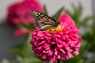 Brilliantly vibrant native monarch butterfly, a pollinator and a beautiful winged creature feeding on a giant pinkish coral zinnia, a Profuse and Cheerful coral blooms cover the Zinnia.