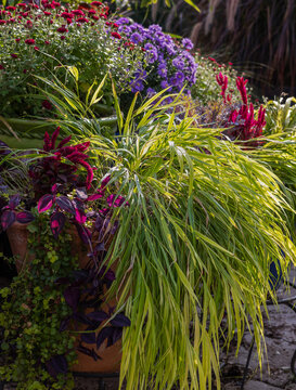 Show stopping garden containers combining Japanese forest grass, a golden variegated grass, Hakonechloa macra and Aster Frikartii, covered with lavender-blue daisy flowers with a yellow center.