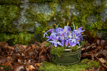 A composition of crocus flowers in a rustic ceramic pot on moss