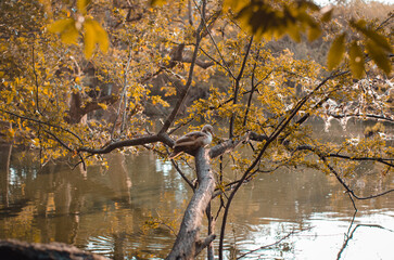 Patos y tortugas en su hábitat natural, el humedal en el parque de la salud en Cartago, Valle del...