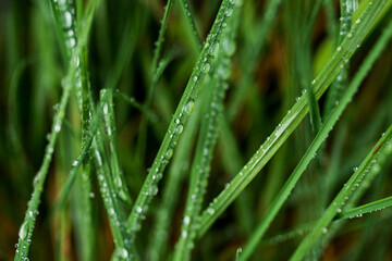 Fototapeta na wymiar a drop of water on the grass