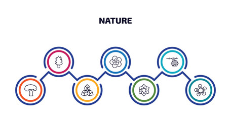 nature infographic element with outline icons and 7 step or option. nature icons such as cucumber tree tree, peony, hive, beech, bougainvillea, daffodil, jasmine vector.