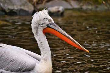 pelican, bird, tier, natur, weiß, wasser, schnabel, wild 