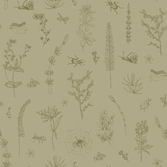 Seamless pattern with herbs. forest, meadow herbs and flowers, ink drawing