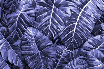 Tropical palm Monstera deliciosa leaves, jungle leaves floral pattern background.AI generated illustration