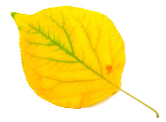 Yellowed autumn poplar leaf. Close-up view.