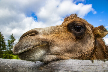 Fototapeta premium portrait of a camel on a small farm