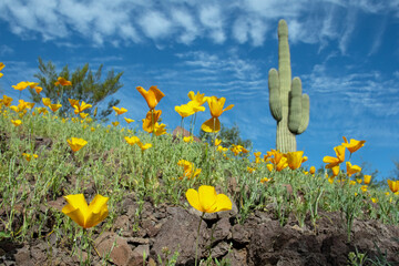 Califoria poppies (Eschscholzia californica) bloom in the sonoran desert