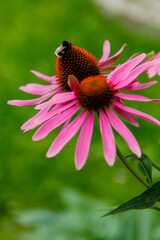 Echinacea purpurea ( lat. Echinacea purpurea ) is a perennial plant from the Aster family , or Compositae ( Asteraceae )