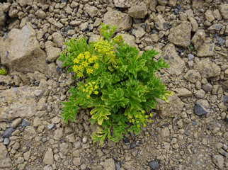 Astydamia latifolia isolated close-up on volcanic stones background, endemic plant of South Africa and the Canary Islands  in Montaña Pelada, Tenerife, Canary Islands, Spain 