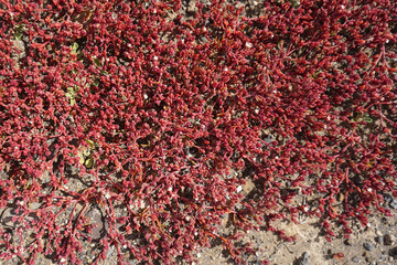 Red Crassula vaillantii or Roth plants isolated close-up 