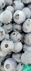 Fresh blueberries in the garden. Blueberry background close up 